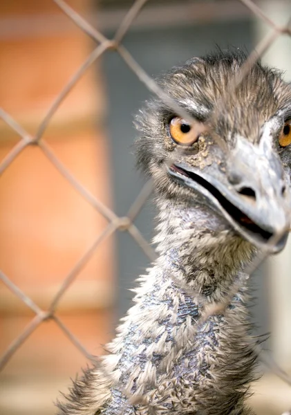 Dieren — Stockfoto