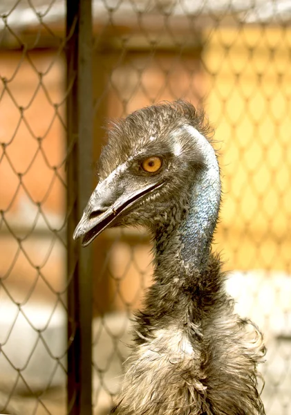 Dieren — Stockfoto