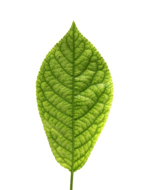 Doğa