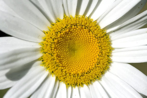 Weiße Gänseblümchen — Stockfoto