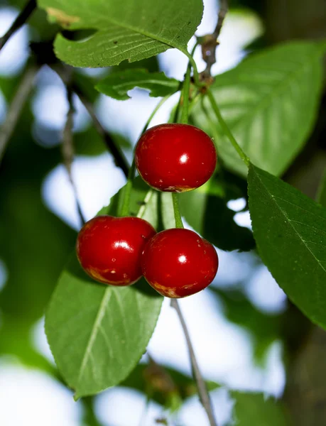 Naturaleza — Foto de Stock