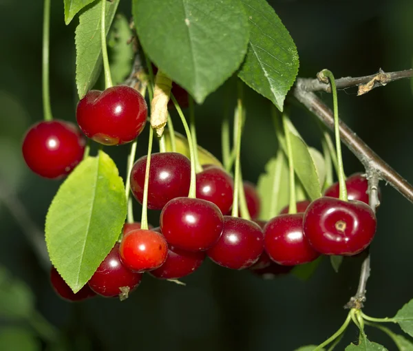 Natuur — Stockfoto