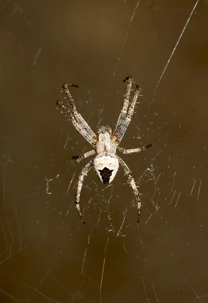 Animals — Stock Photo, Image