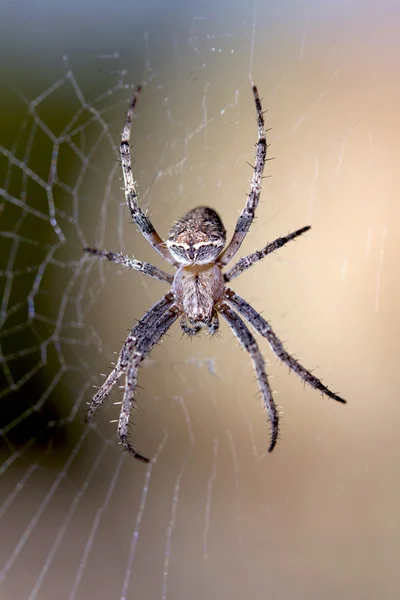 Αράχνη στον ιστό — Φωτογραφία Αρχείου