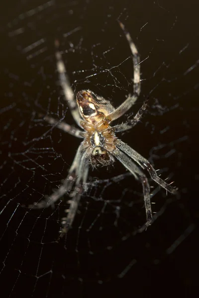 Araña en la web —  Fotos de Stock