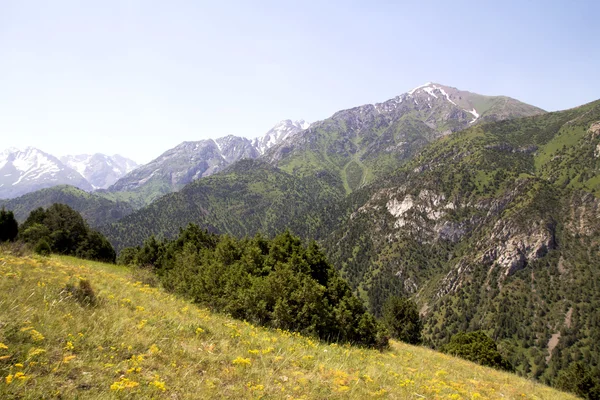 Doğa — Stok fotoğraf