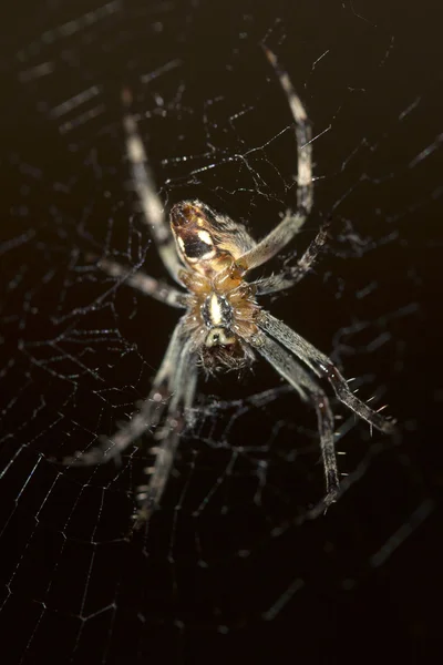 Spider on the web Royalty Free Stock Photos