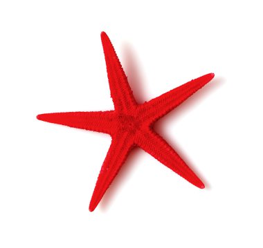 Deniz kabuğu ve deniz yıldızı kırmızısı