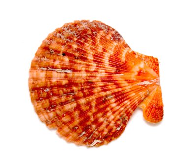 Deniz kabuğu ve deniz yıldızı kırmızısı