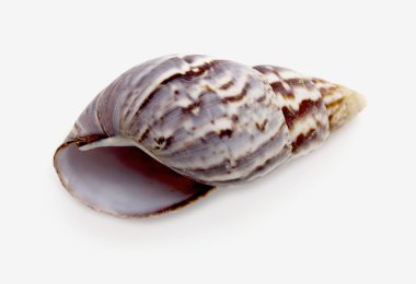 Deniz kabuğu ve deniz yıldızı kırmızısı