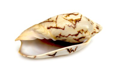istiridye