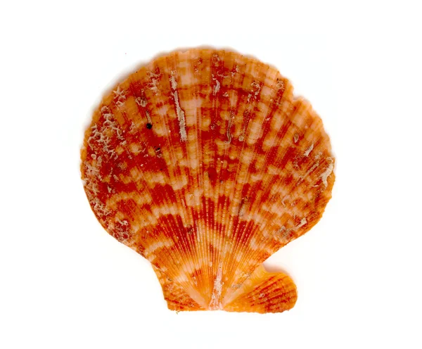 海贝壳和海星红 — 图库照片