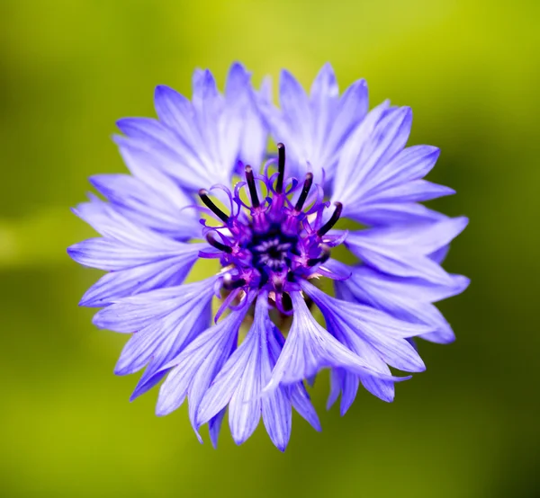 Flor —  Fotos de Stock