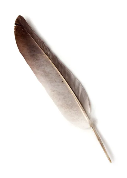 Pluma de ave — Foto de Stock