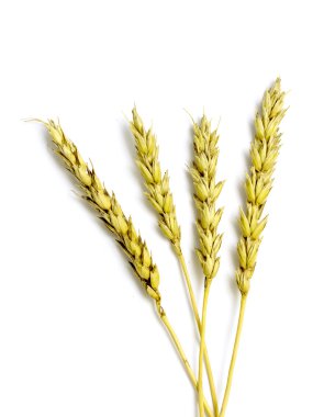 Doğa