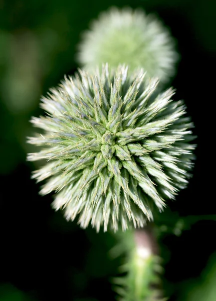 Nature — Stock Photo, Image