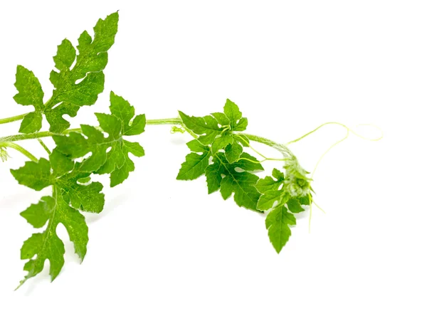 Grönt blad på ett vitt — Stockfoto