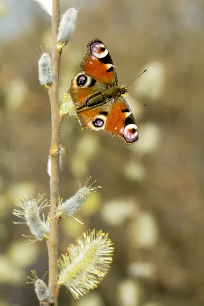 Djurliv — Stockfoto