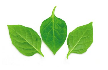 Beyaz arkaplanda yeşil yaprak