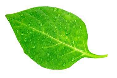 Beyaz arkaplanda yeşil yaprak