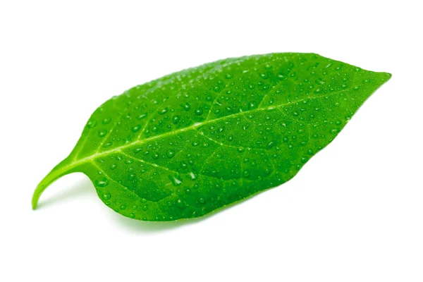 Hoja verde sobre un fondo blanco — Foto de Stock