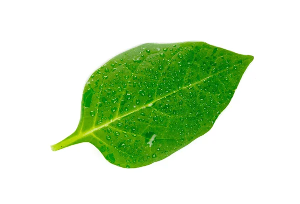Grünes Blatt auf weißem Hintergrund — Stockfoto