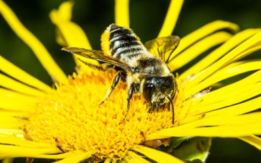 Sarı bir çiçekte yaban arısı