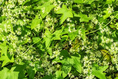 yaprakları arka plan