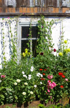 bitkiler çiçek içinde pencere eşiği