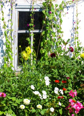 bitkiler çiçek içinde pencere eşiği