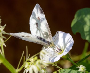 Pieris brassicae