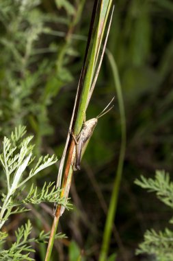 Çimlerin üzerinde çekirge