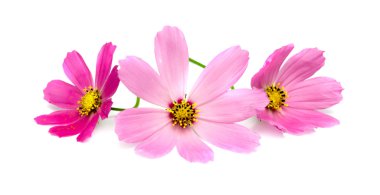 Pembe? osmos çiçekler