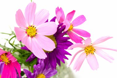 Kozmos çiçekleri doku