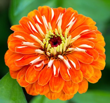 Orange? iniya çiçek