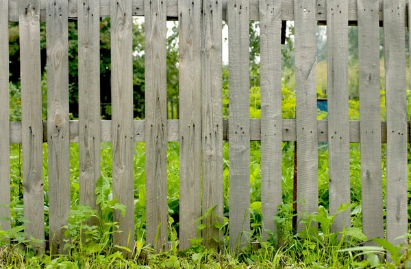 Spring green grass and leaf plant over wood fence — Stock Photo, Image