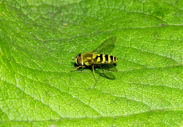 Wespe auf grünem Blatt — Stockfoto