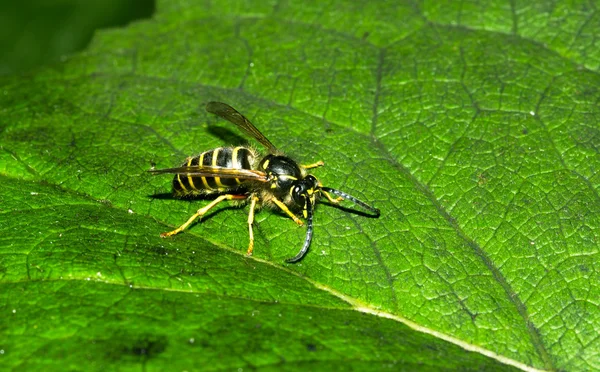 Wasp on green leaf — Stock Photo, Image