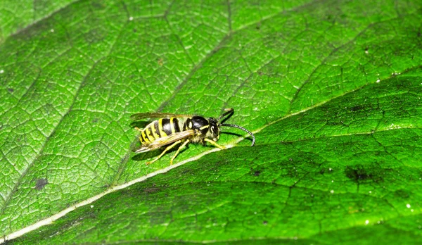 Avispa en hoja verde — Foto de Stock