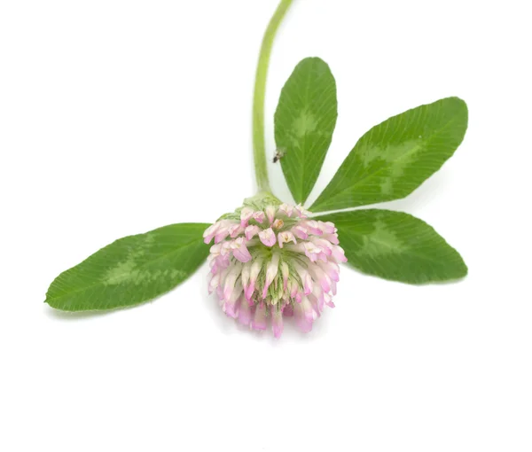 Clover flower — Stock Photo, Image