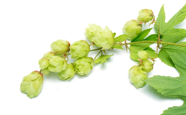 Branch of hops — Stock Photo, Image