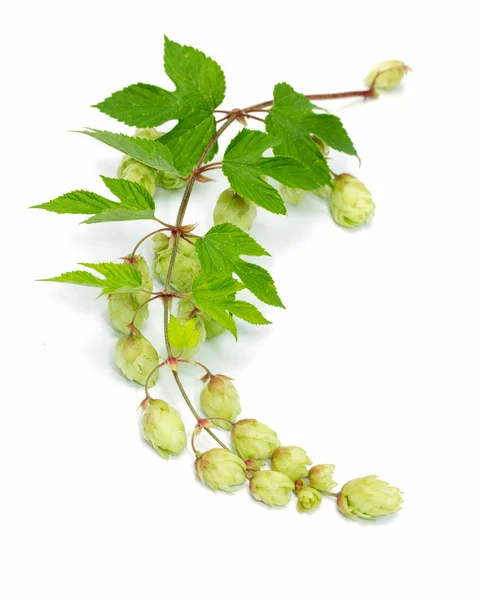 Branch of hops — Stock Photo, Image