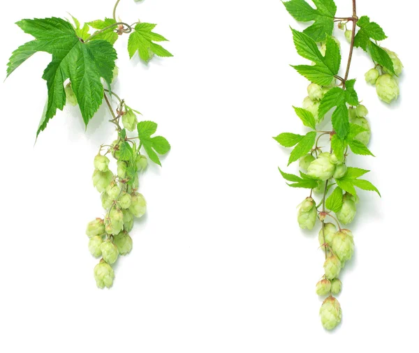 Branch of hops — Stock Photo, Image