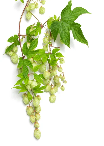 Branch of hops — Stock Photo, Image