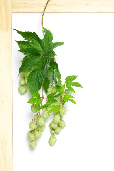 Branch of hops — Stock Photo, Image