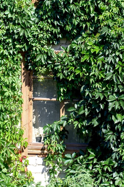 Window in the house overgrown — Stock Photo, Image