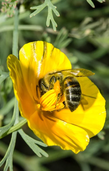 Abejorro en una flor amarilla — Foto de Stock