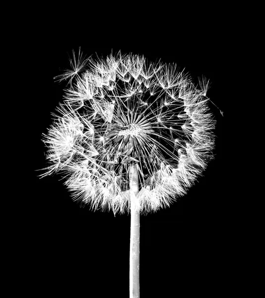 Karahindiba çiçeği