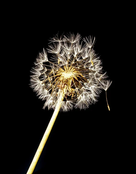 Flor de diente de león — Foto de Stock