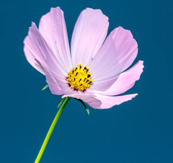 コスモスの花 — ストック写真